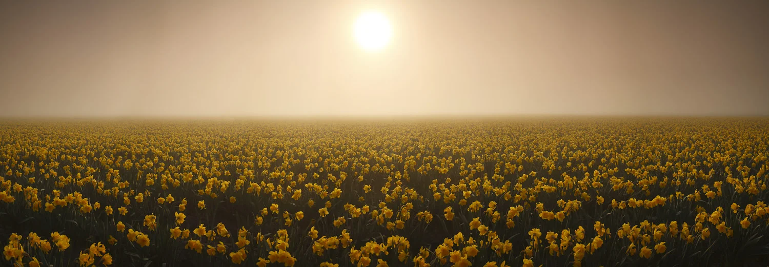 Tulip_Pano-2201.jpg