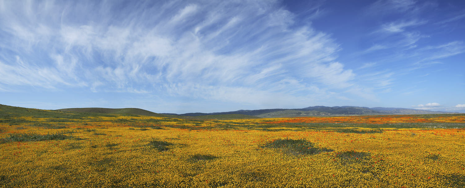 Poppy_Pano-005.jpg
