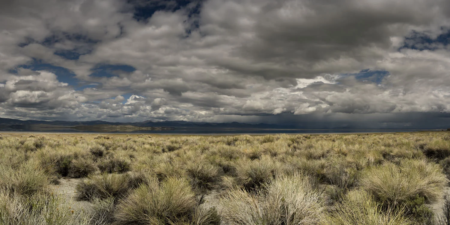 Mono_Grass-0579.jpg