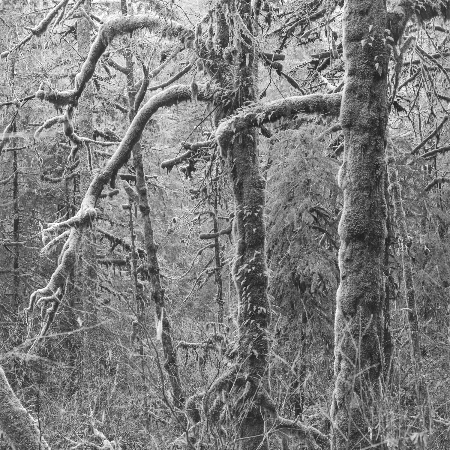 04-Forest-13.jpg
