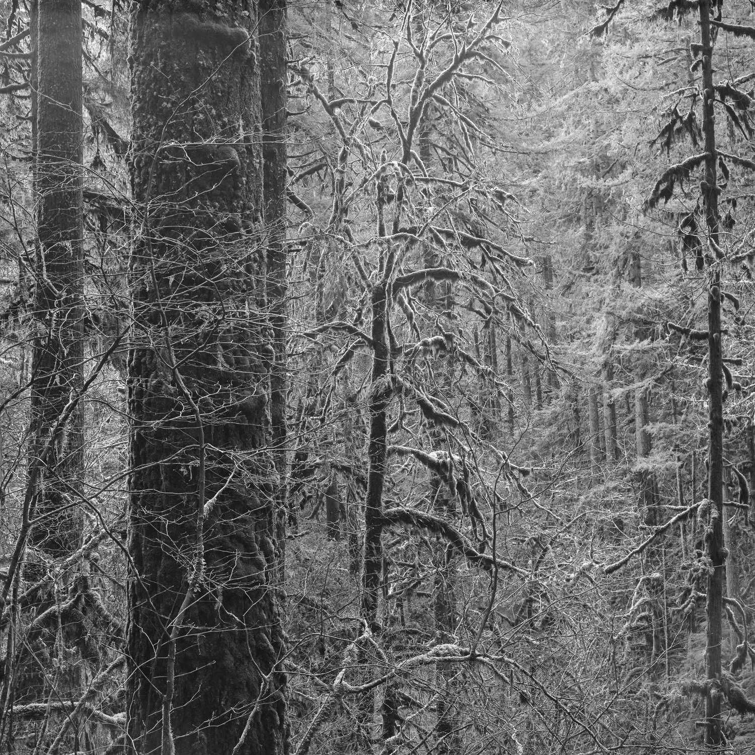 Oregon Forest No. 11