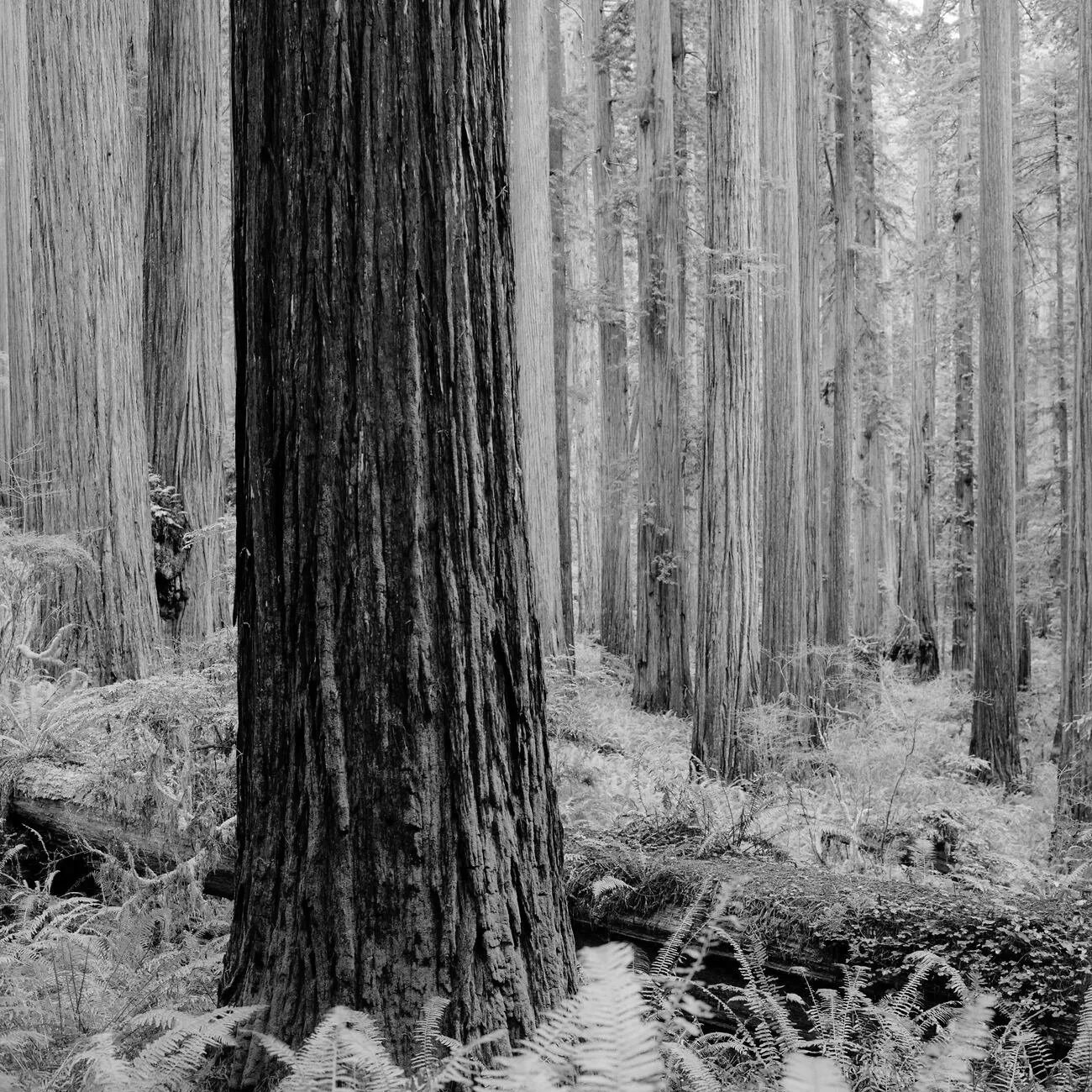 JS_Redwood_004.jpg