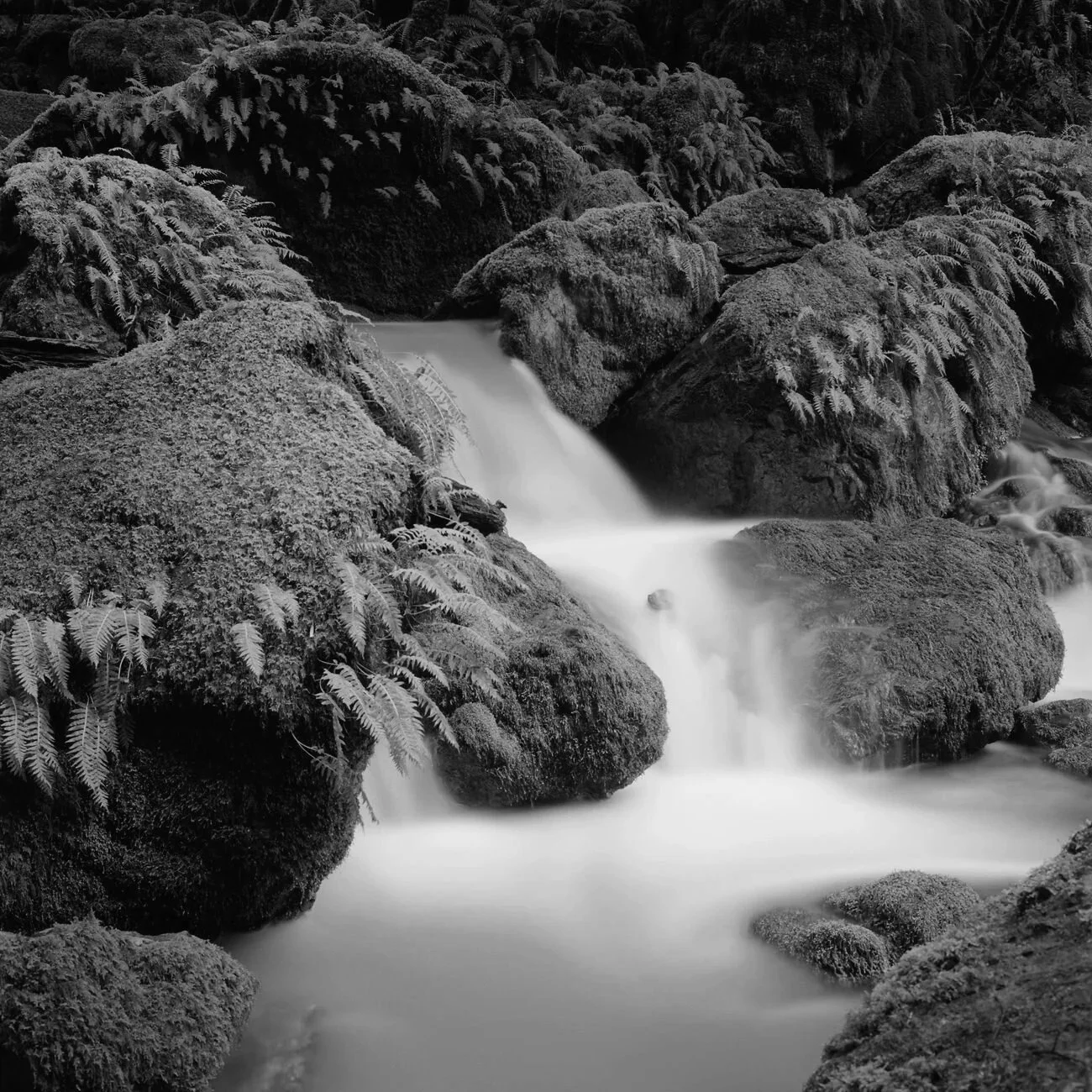Mt_Tam_012.jpg