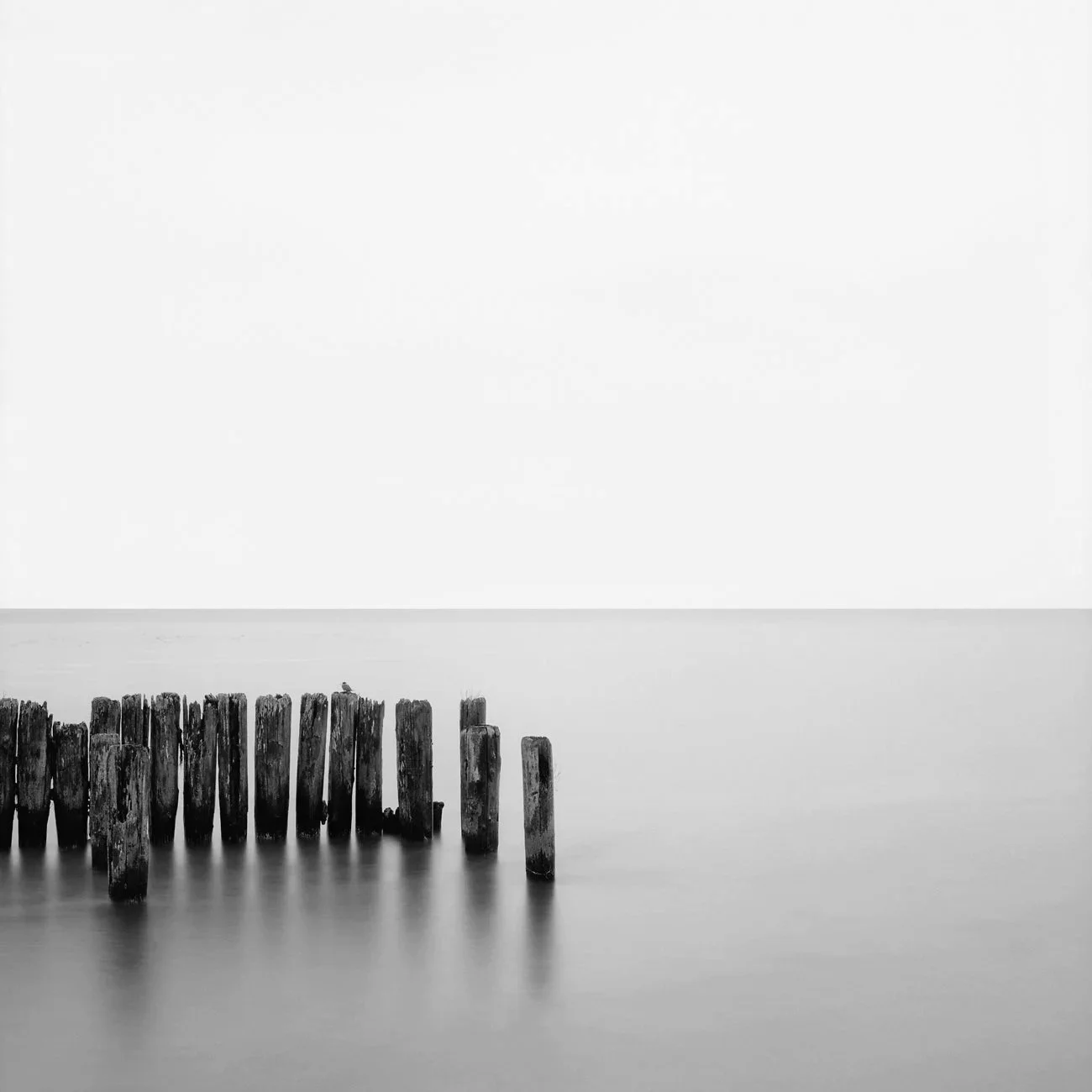 Single Bird with Posts