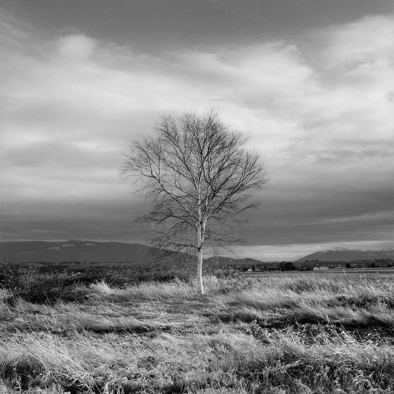 Lone Tree with Mom