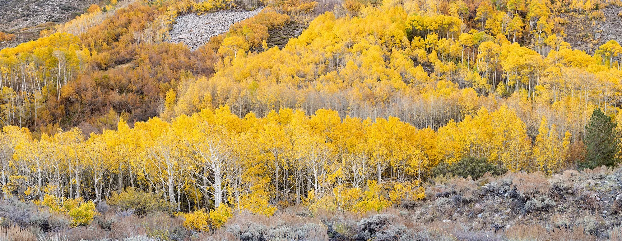 Bishop-Creek-Canyon-5835.jpg