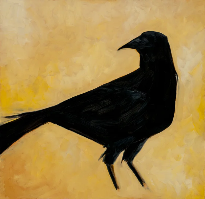 Raven Turning, oil on canvas 36" x 36".