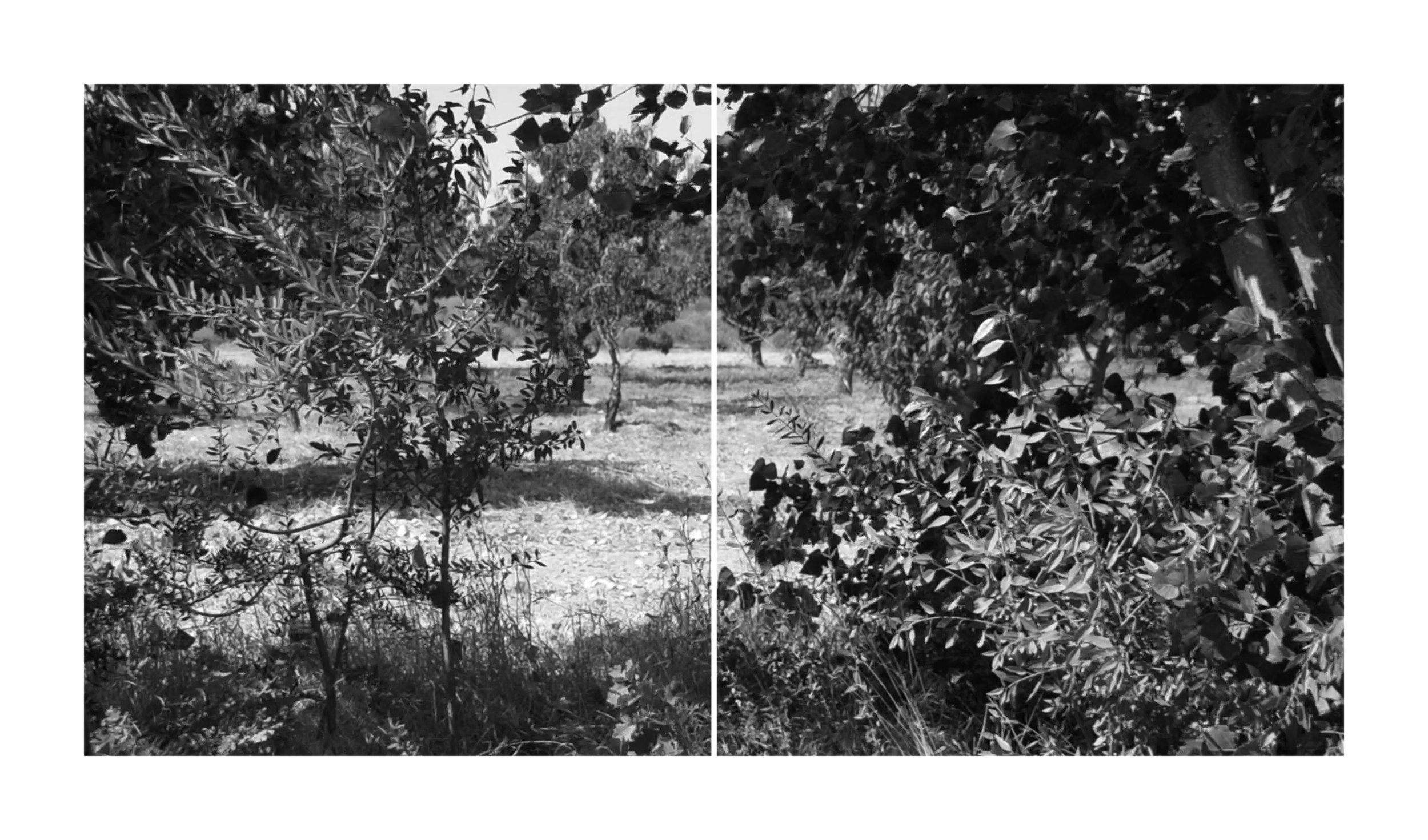 Winters Windbreak and Orchard