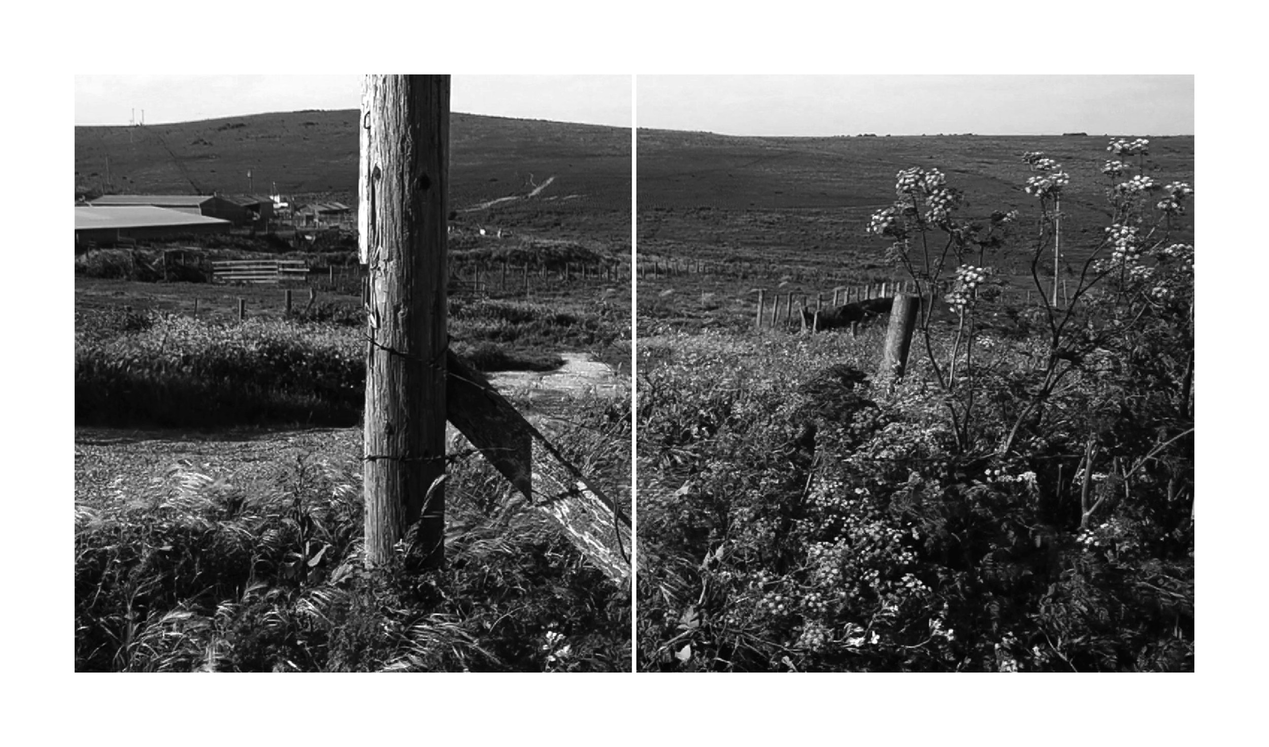 Point Reyes Ranch and Fence