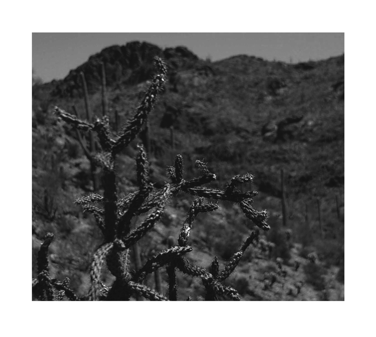 Tucson Mountain Park Cactus