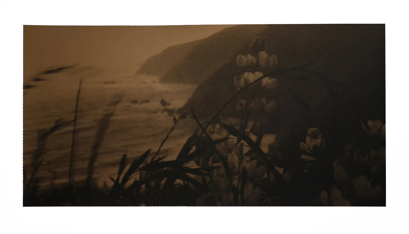 Point Reyes Lupine Sunset