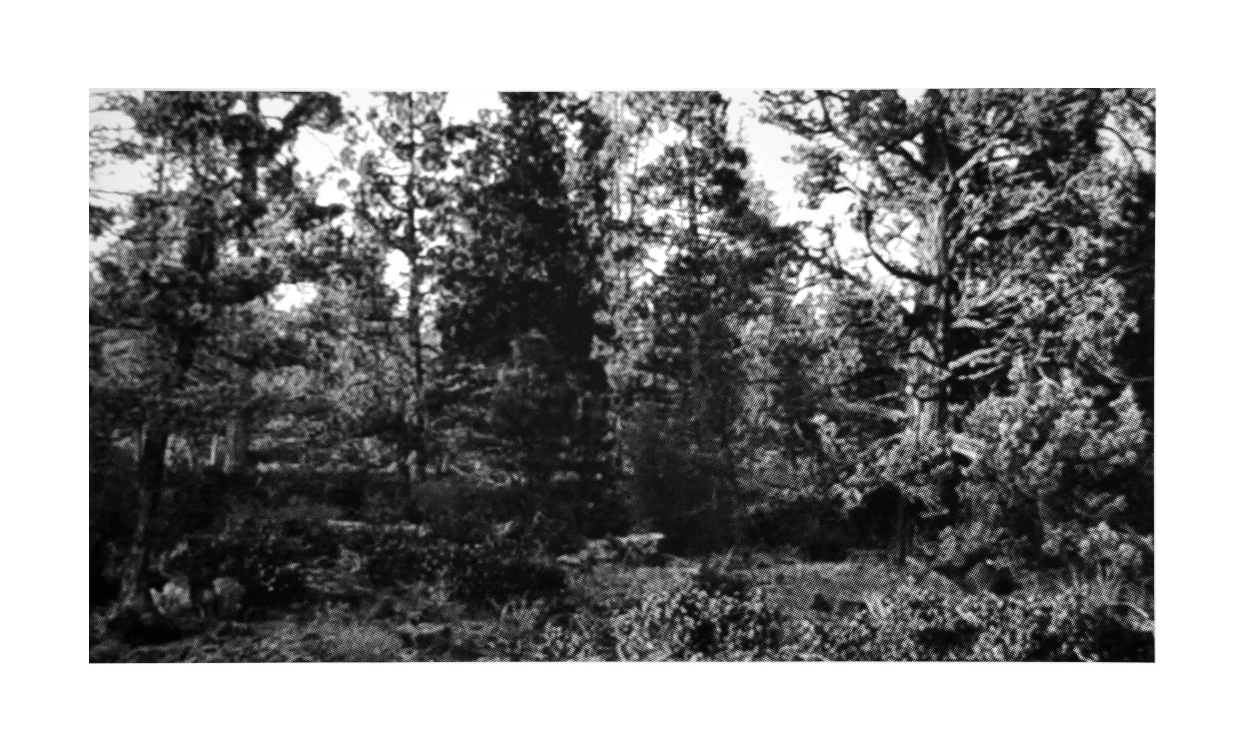 Modoc Junipers