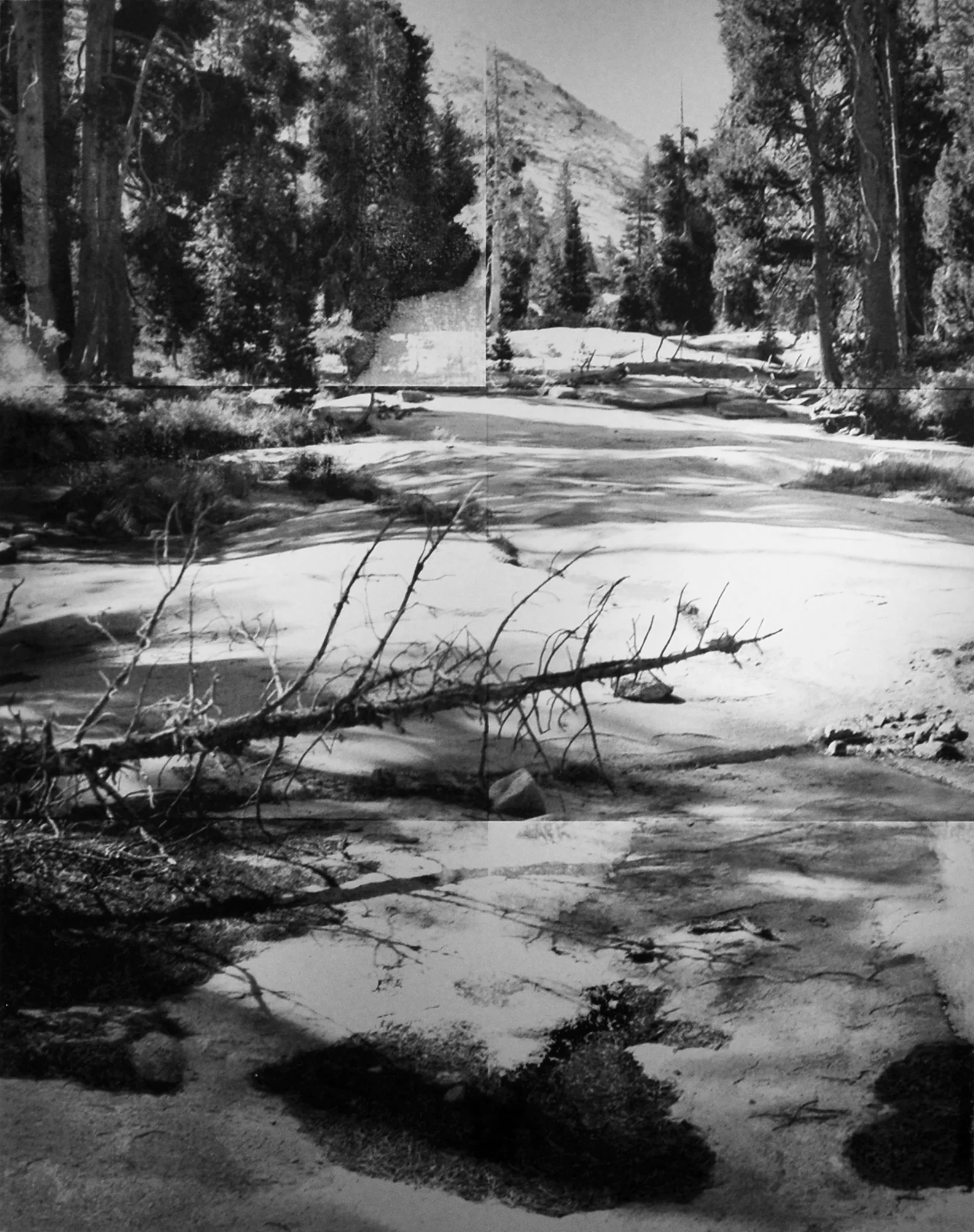 Forest in Granite
