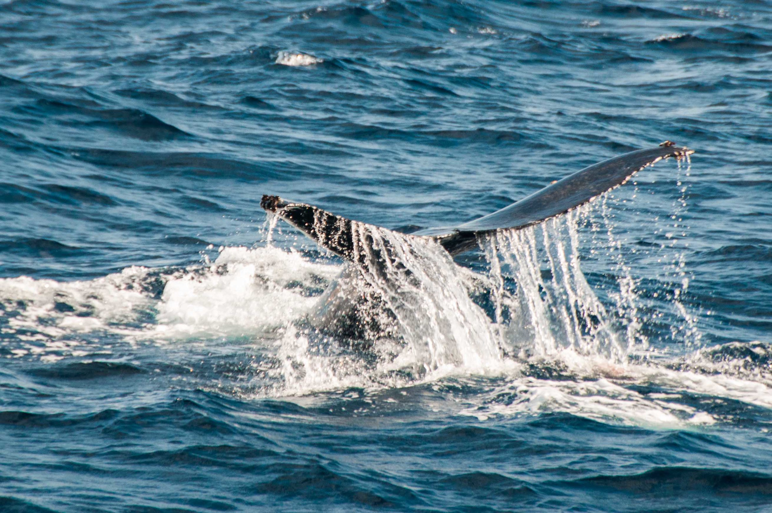 Whale Watching Laguna Beach
