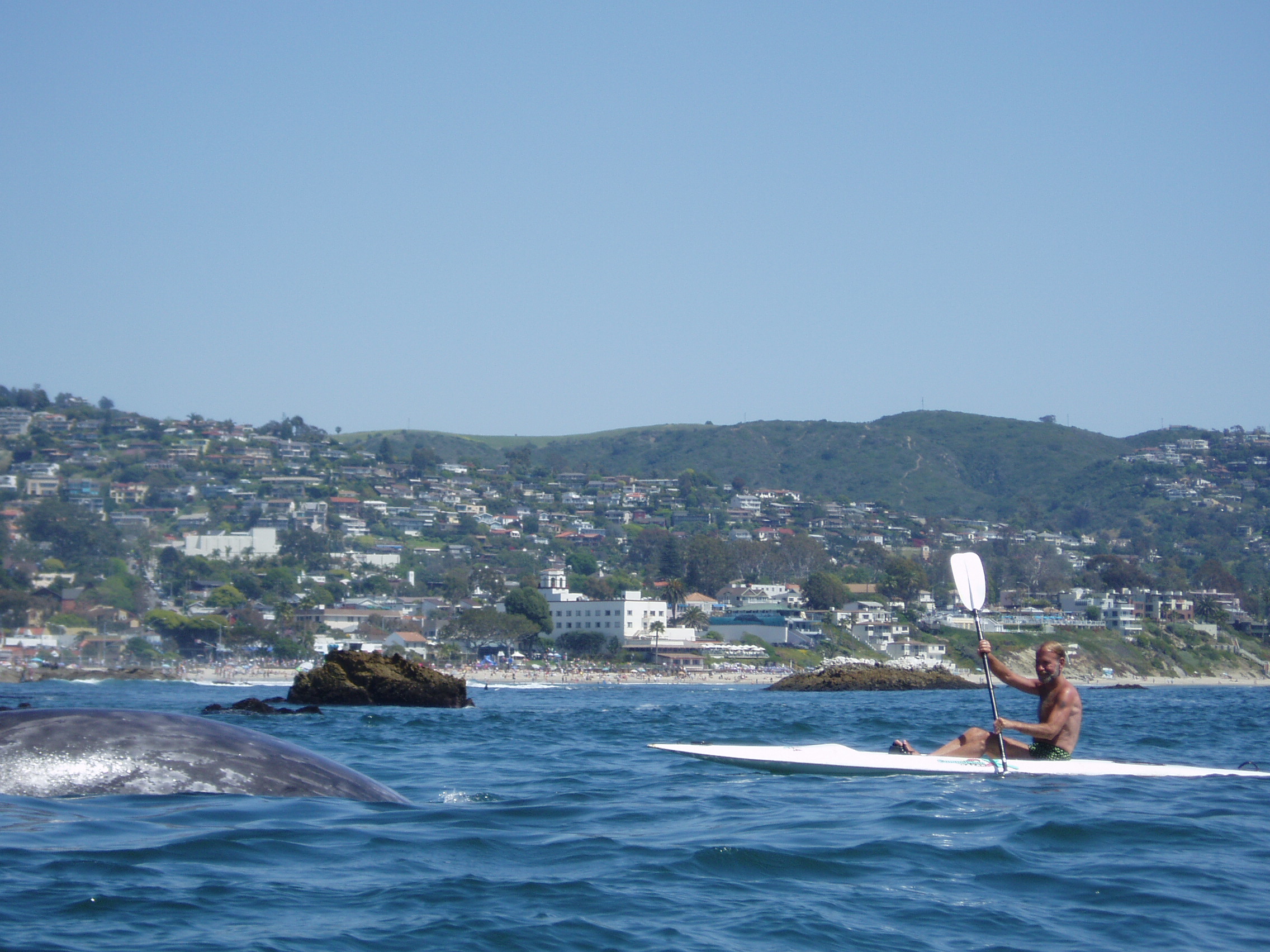 whales 021.jpg