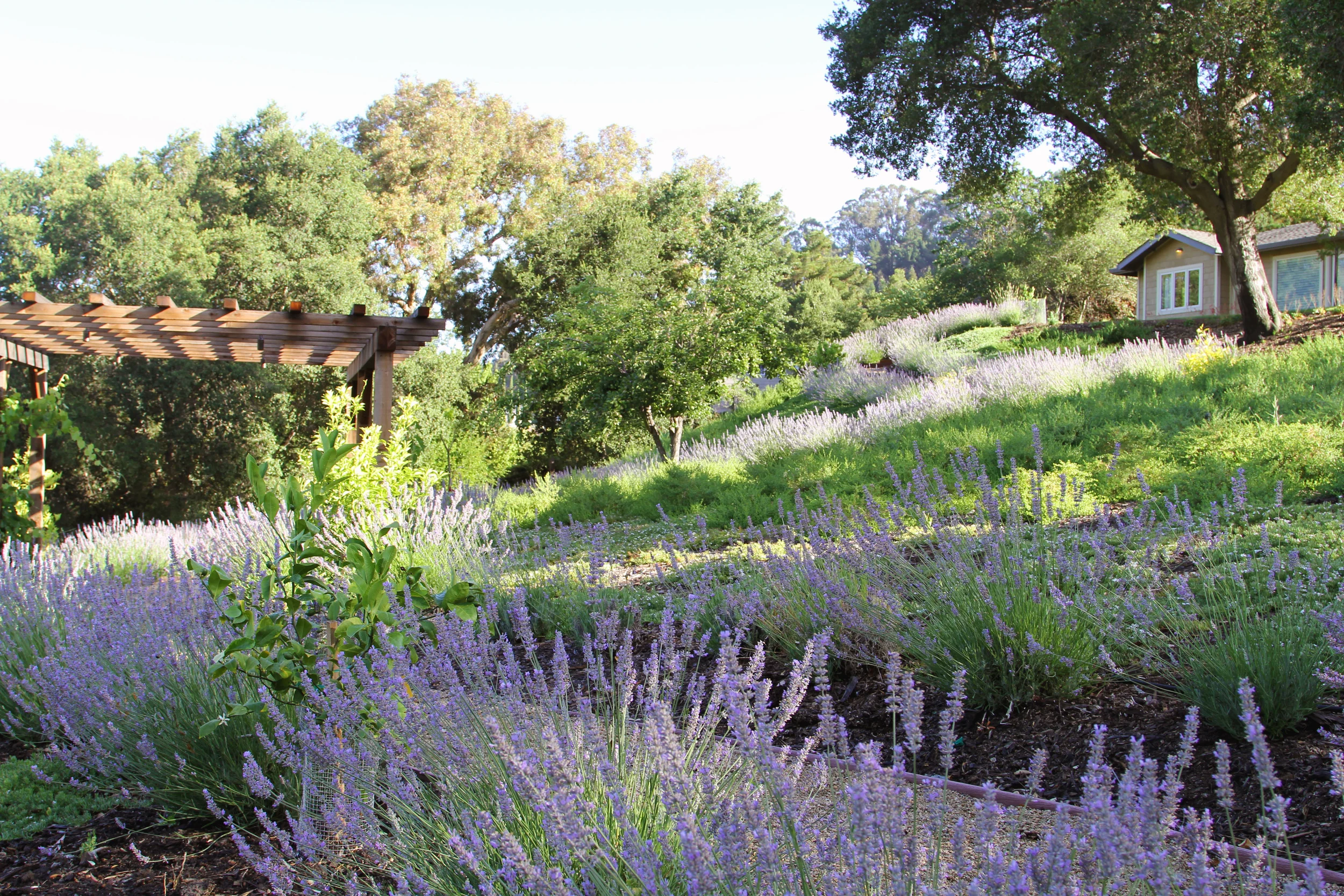 Lavander Path.jpg