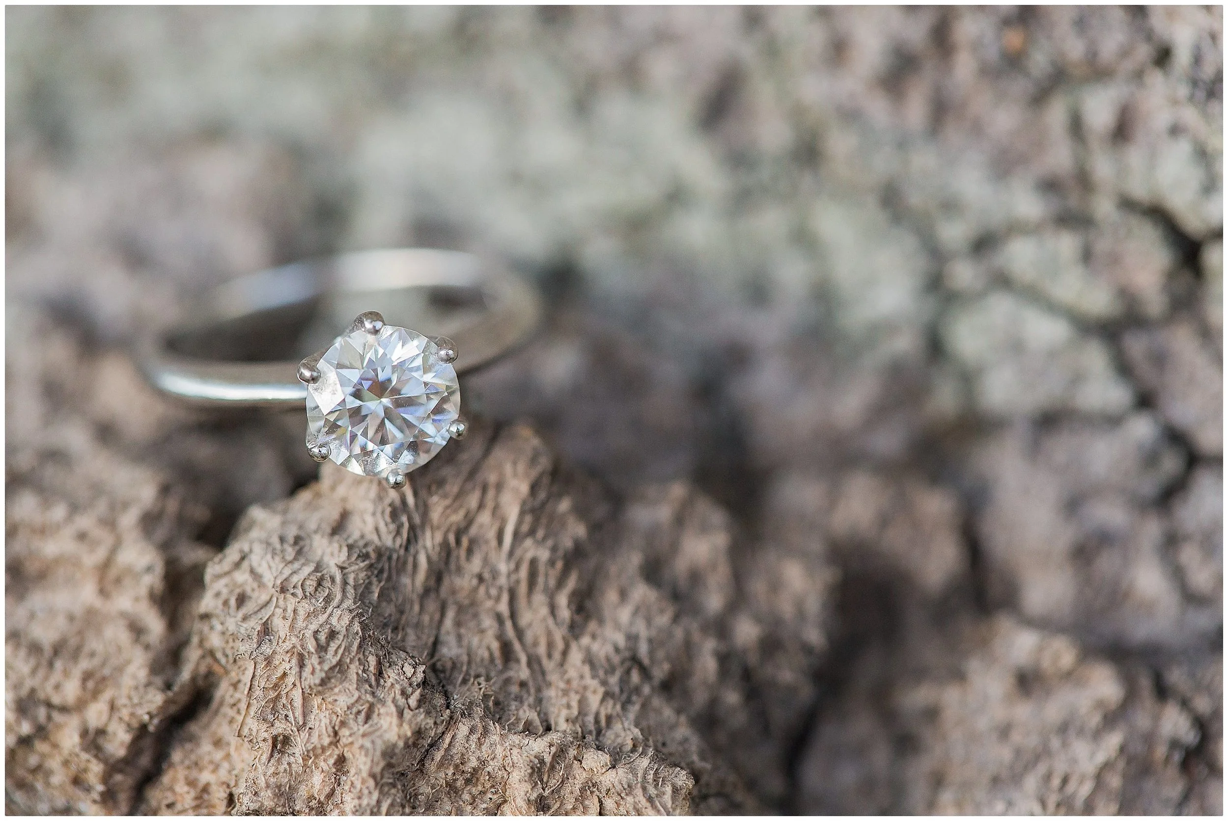 Gorgeous Ring Shot on tree branch