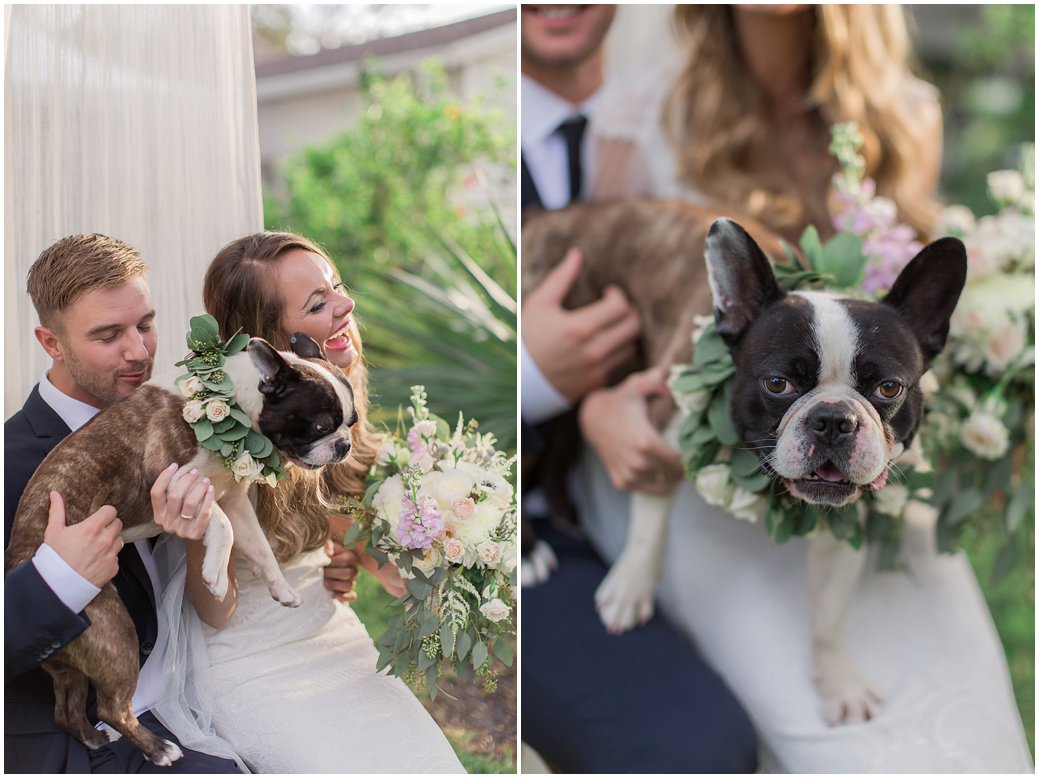Wedding Puppy - Ducky - cutest French Bulldog