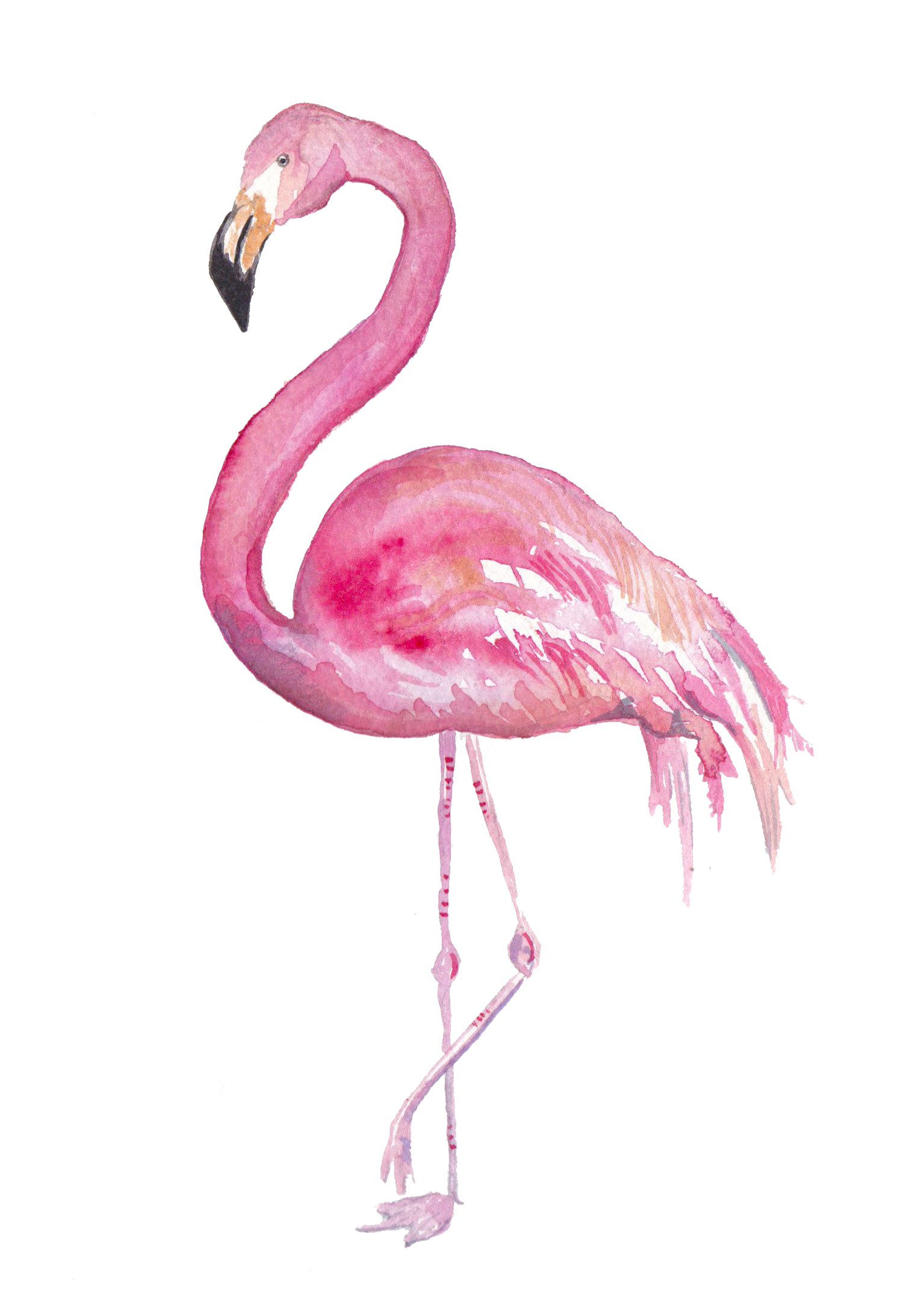 flamingoFINAL.png