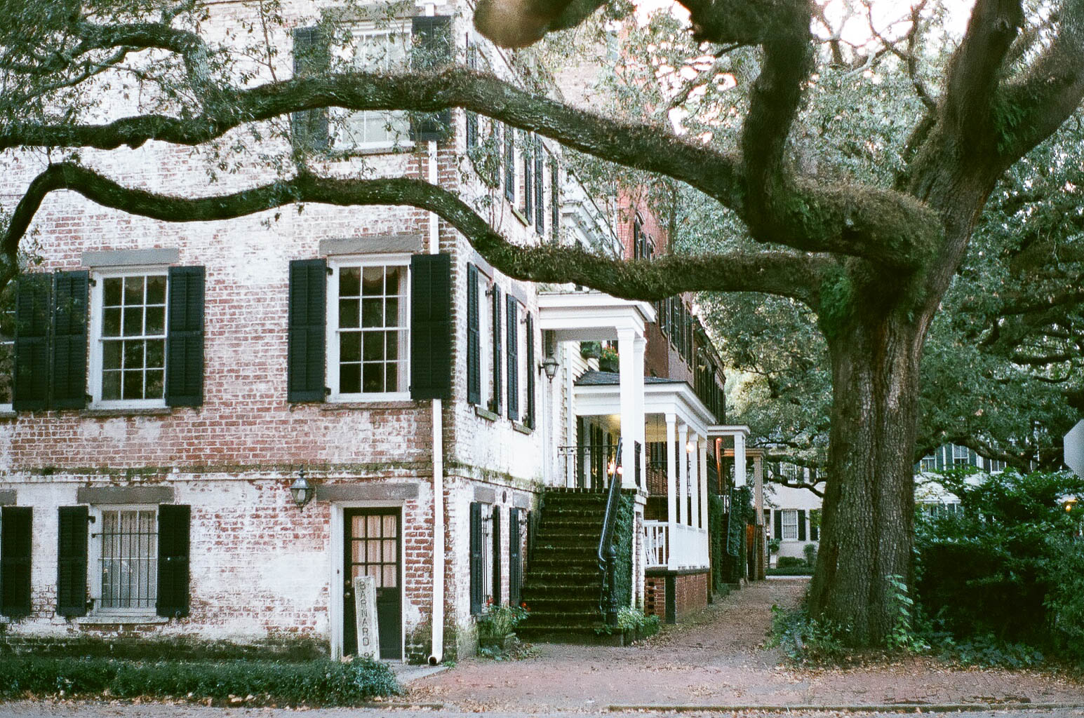 Savannah-4.jpg