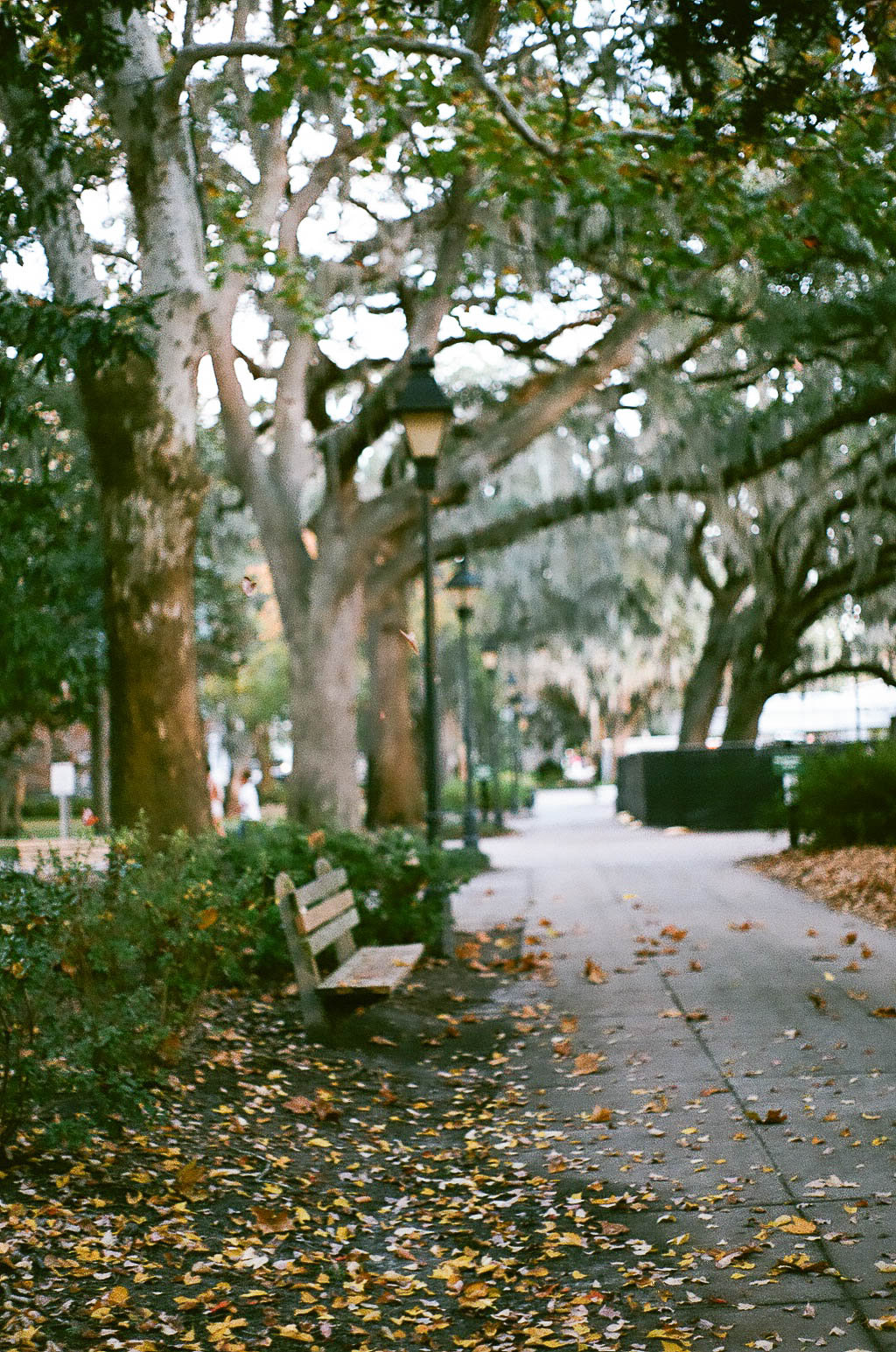 Savannah-5.jpg