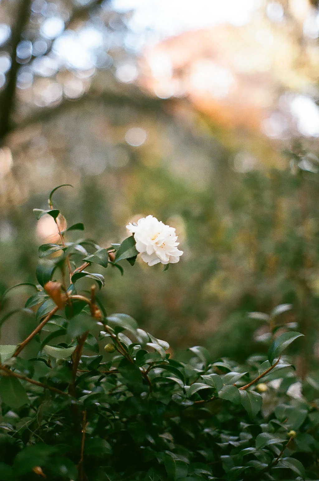 Savannah-6.jpg