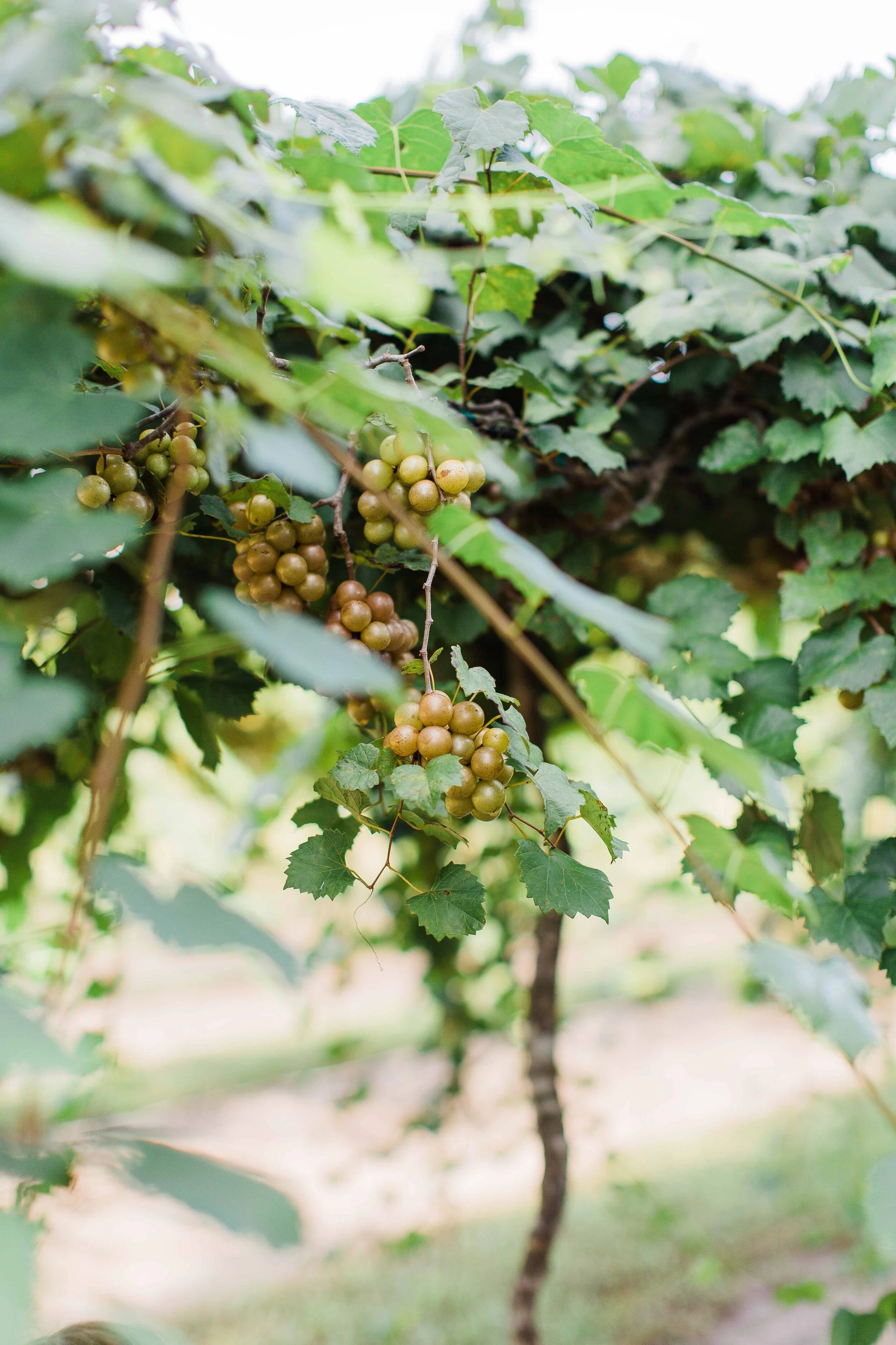 Spring Garden Vineyard  |  Florida Muscadine U-Pick