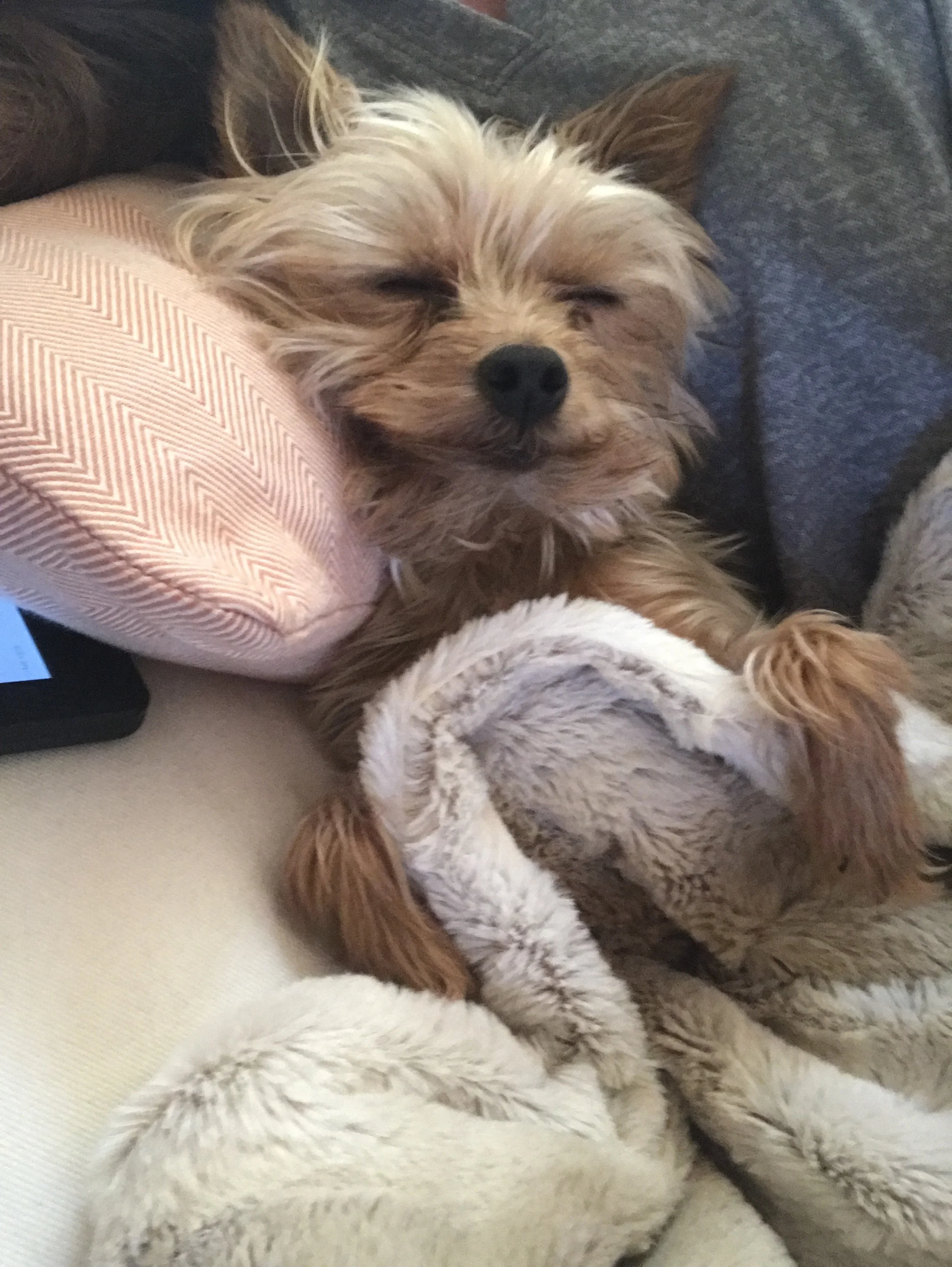 This has nothing to do with anything but for the love of everything holy, my dog is so cute. I just love him so much that I think way too much about how short dogs lives are. Like every day I think about it. UGHHHHH...why aren't they immortal?