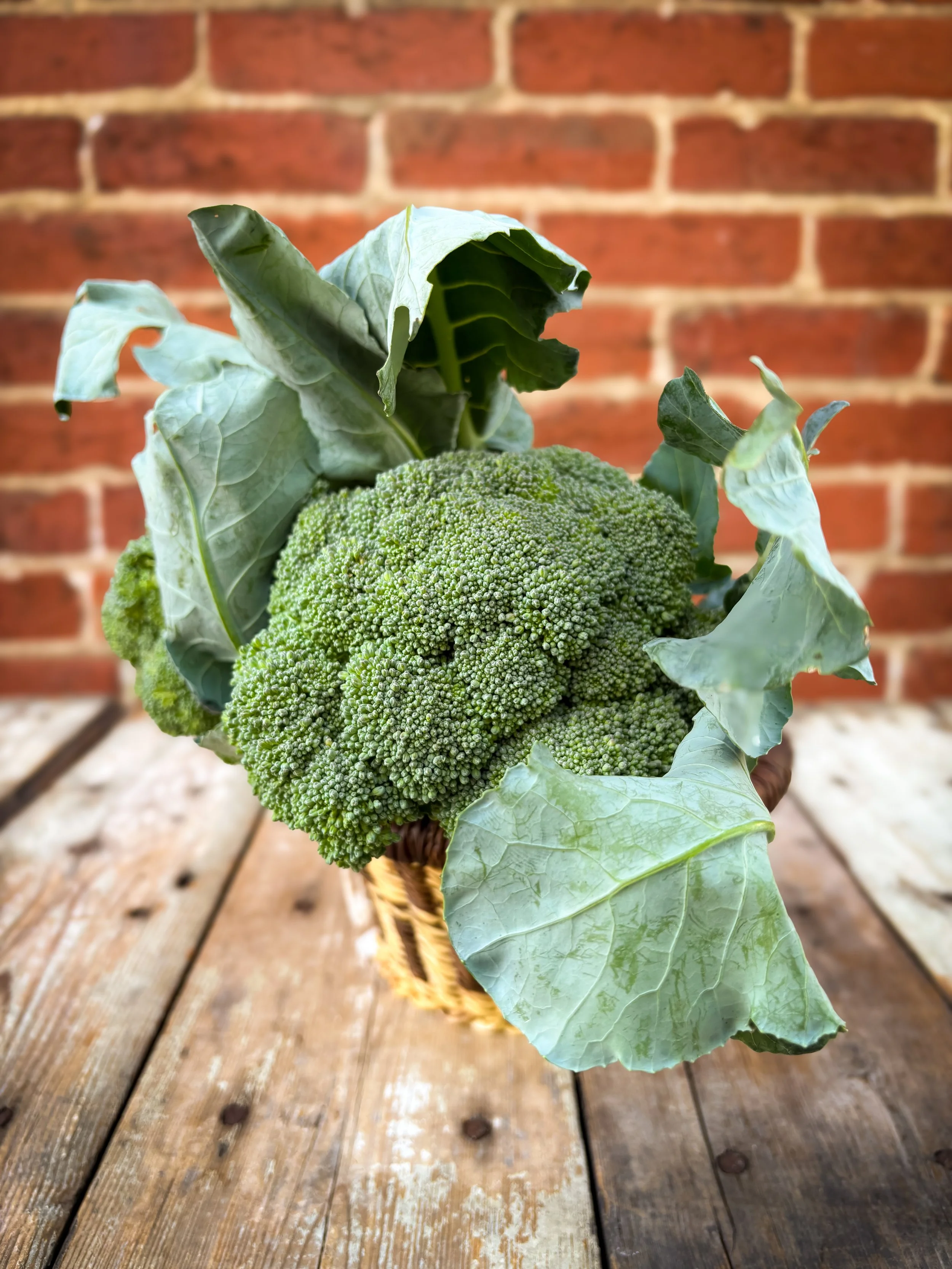 Broccoli.jpg