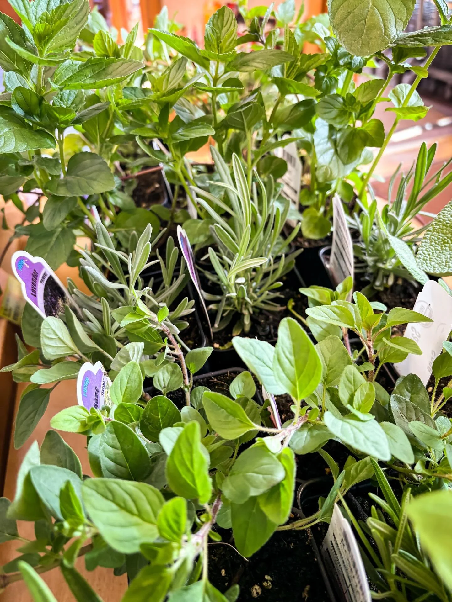 A new group of fresh seedlings from Cattail Organics came in today!  We have a wonderful variety of herbs including basil, sage, mint and more!