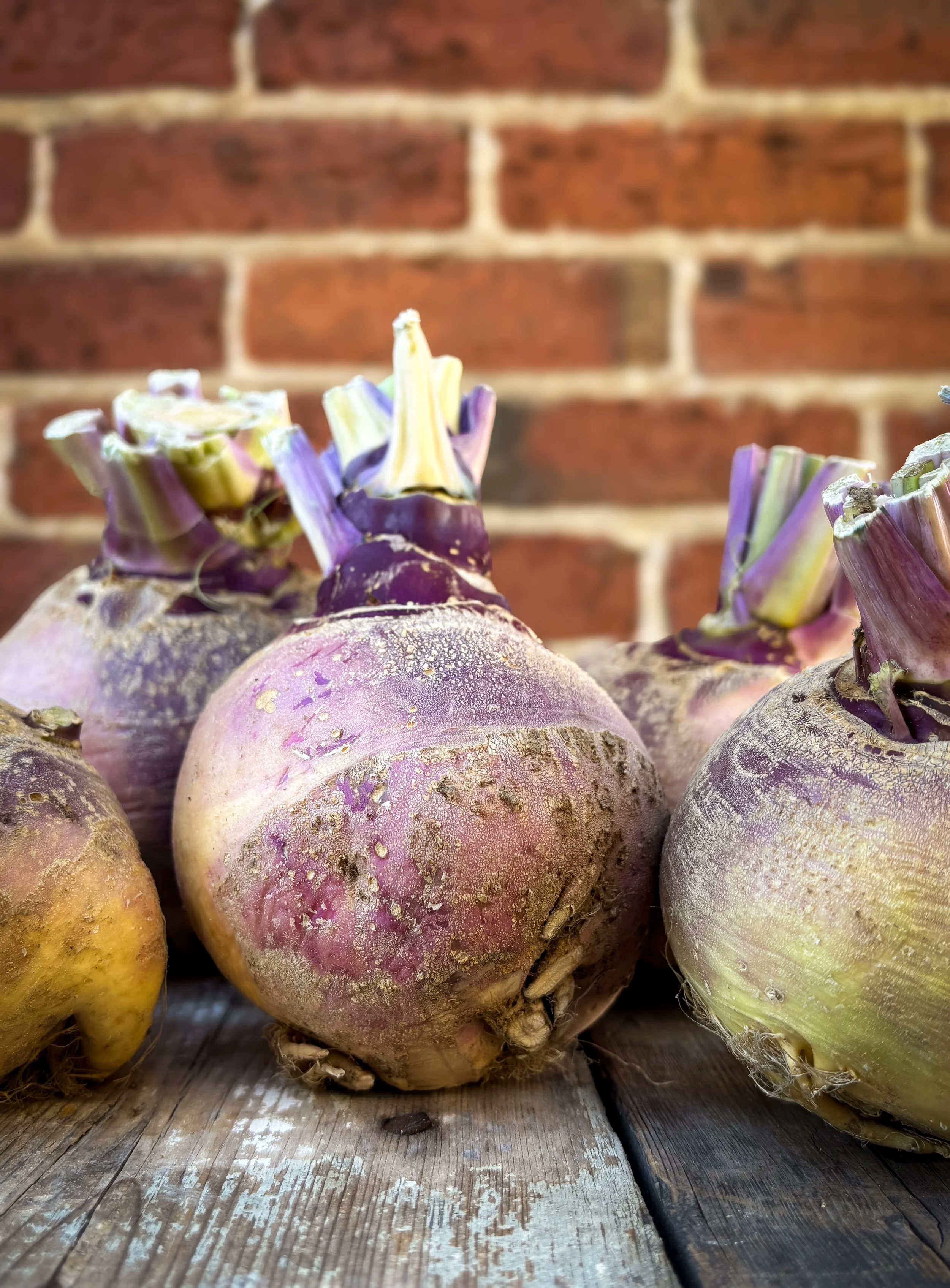 Rutabaga.jpg