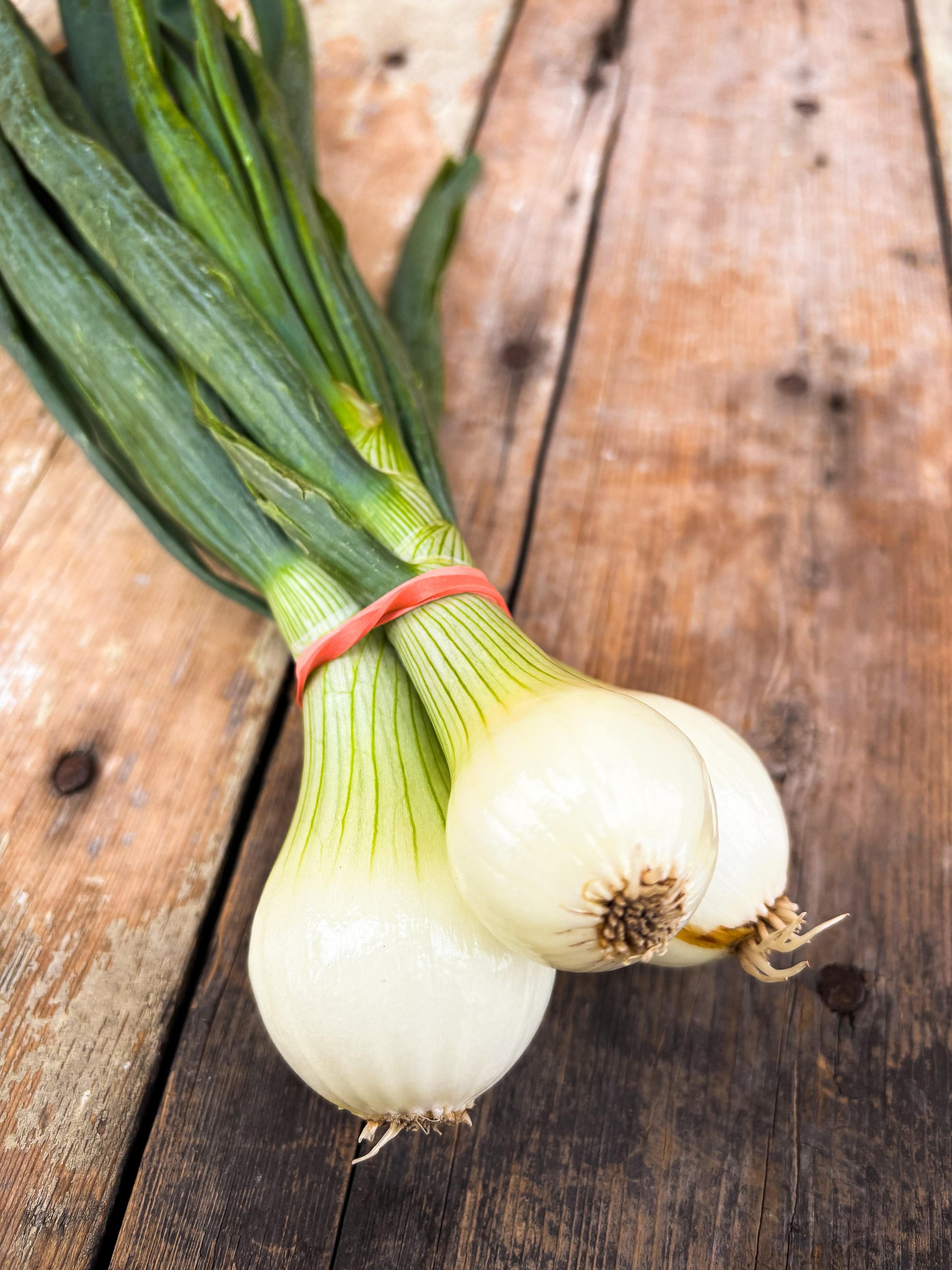 Onion.jpg