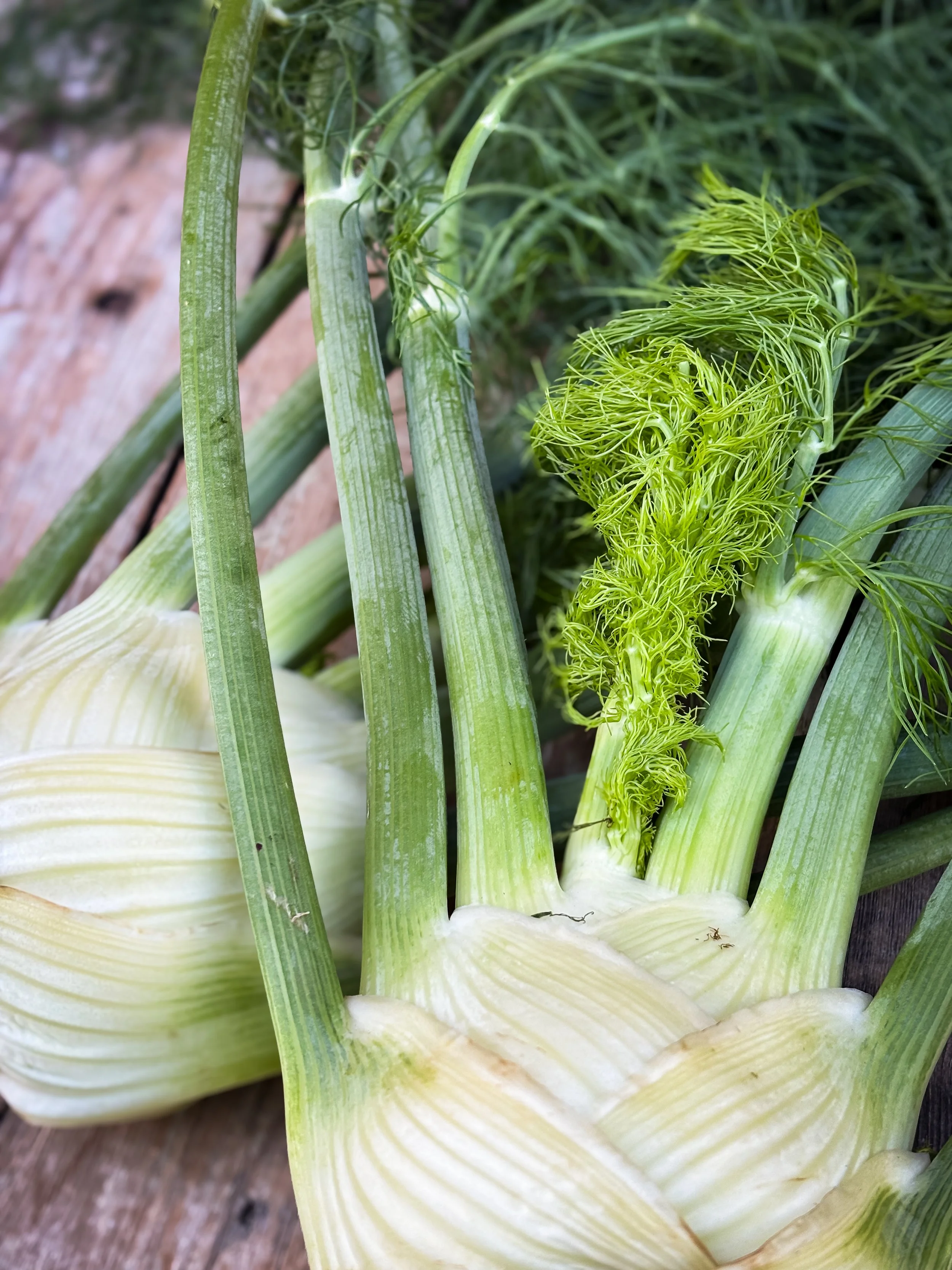 fennel.jpg