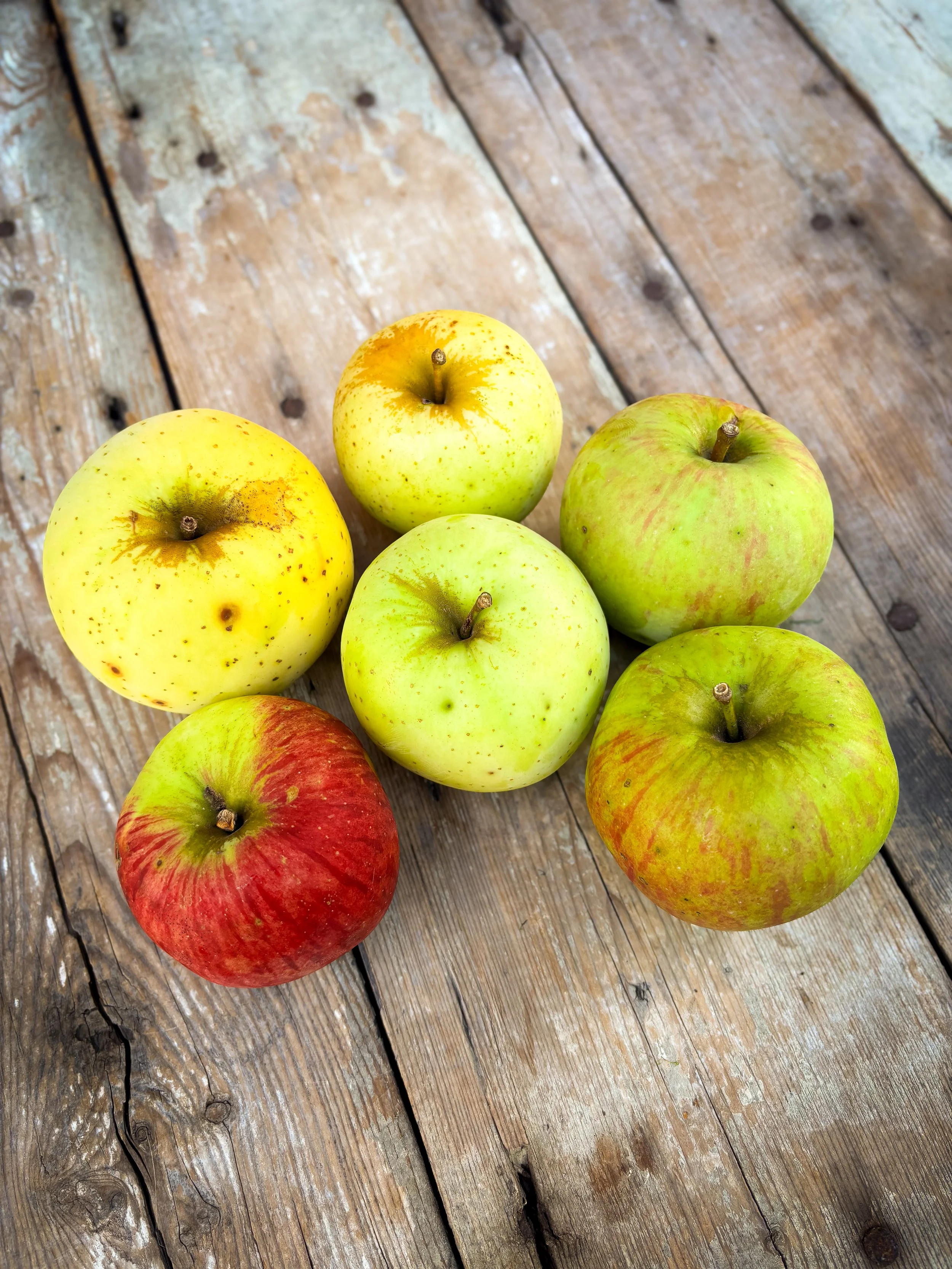 apples.jpg
