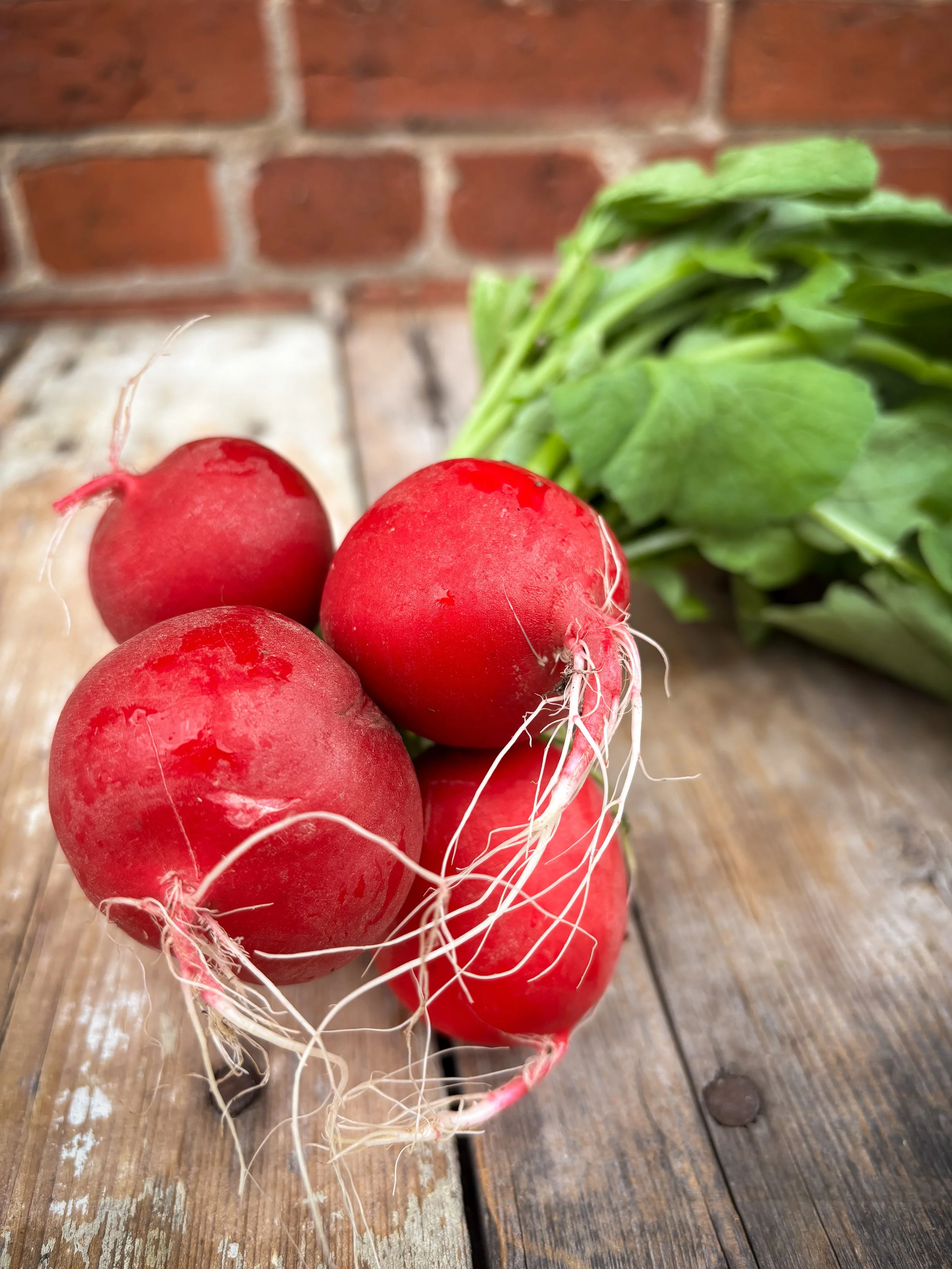 Radish.jpg