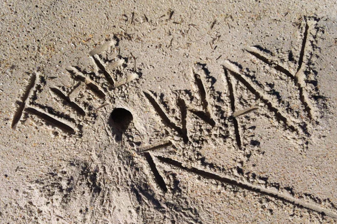 sand-squam.jpg