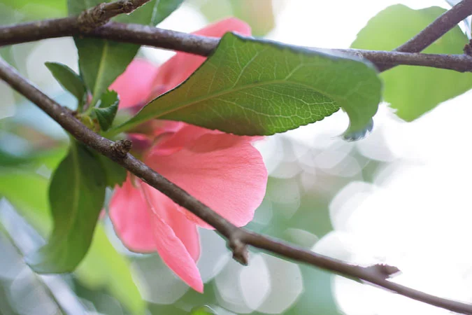 IMG_7490-pinks.jpg