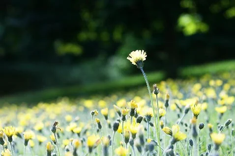 IMG_4573b.jpg