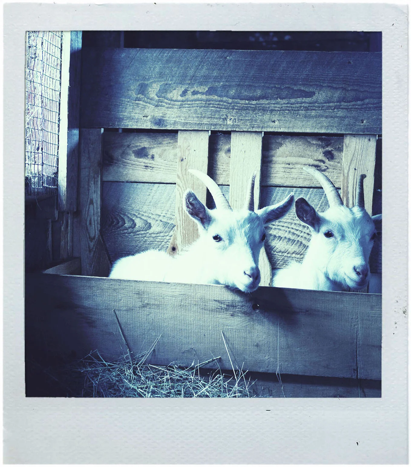 polaroid_goats2.jpg