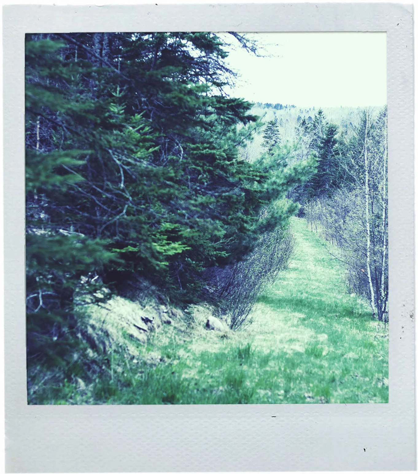 polaroid_logging-road1.jpg
