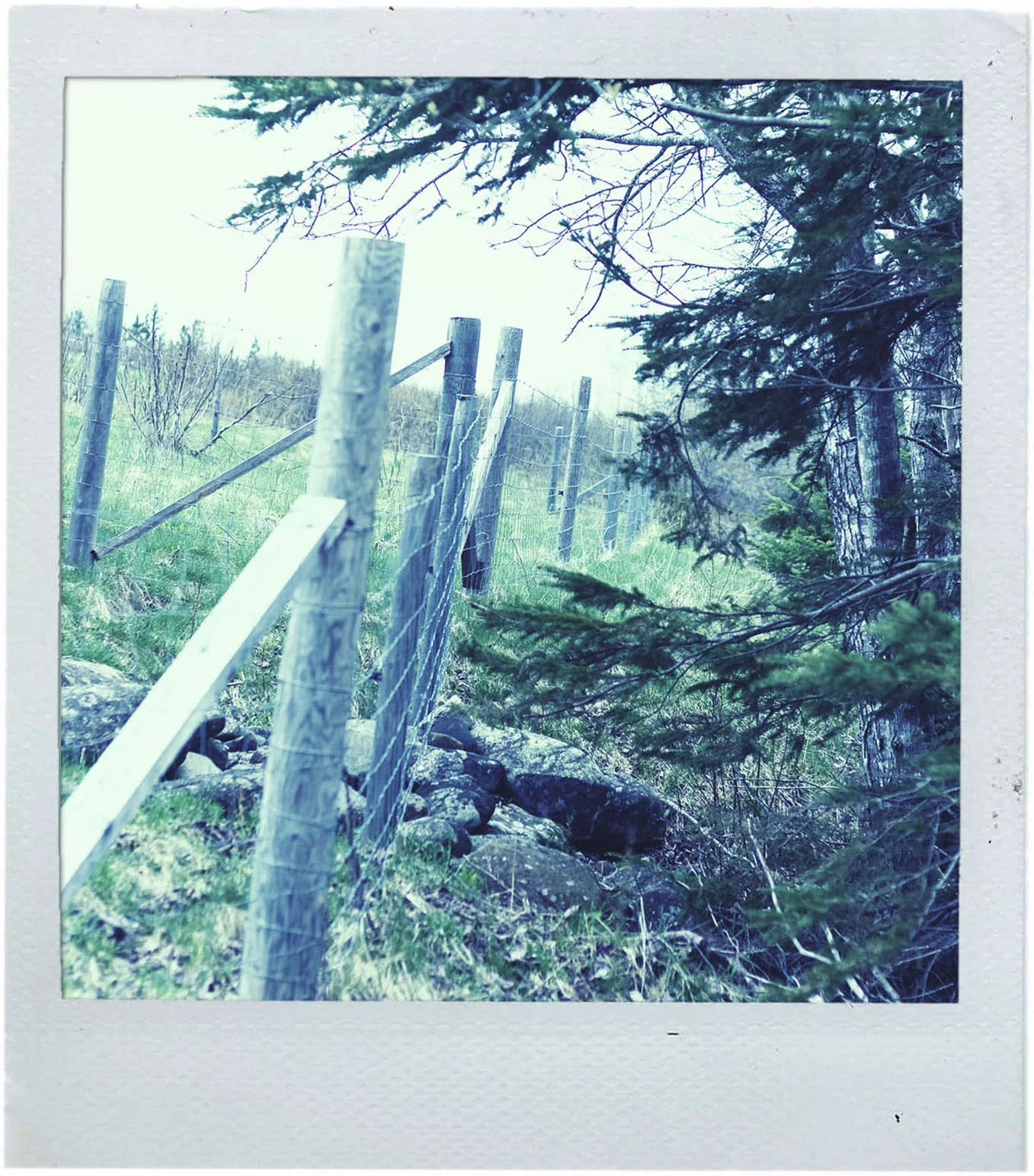 polaroid_field3.jpg