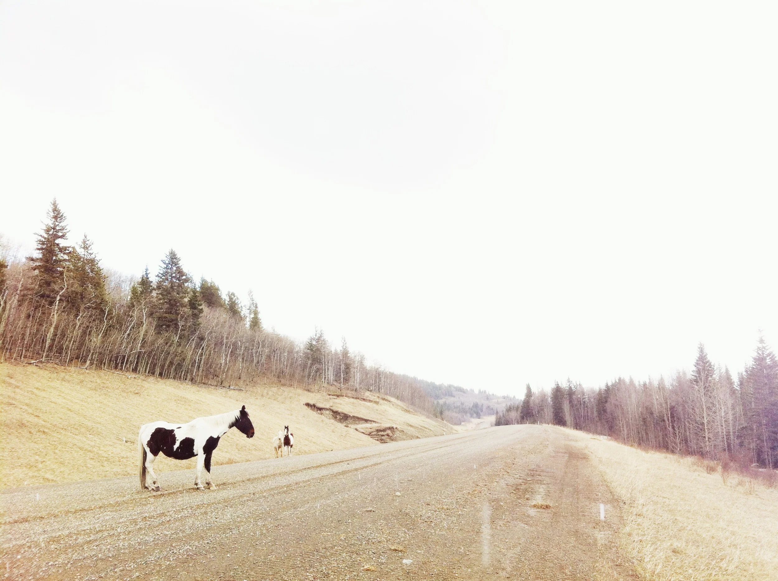 Griffons tour Alberta