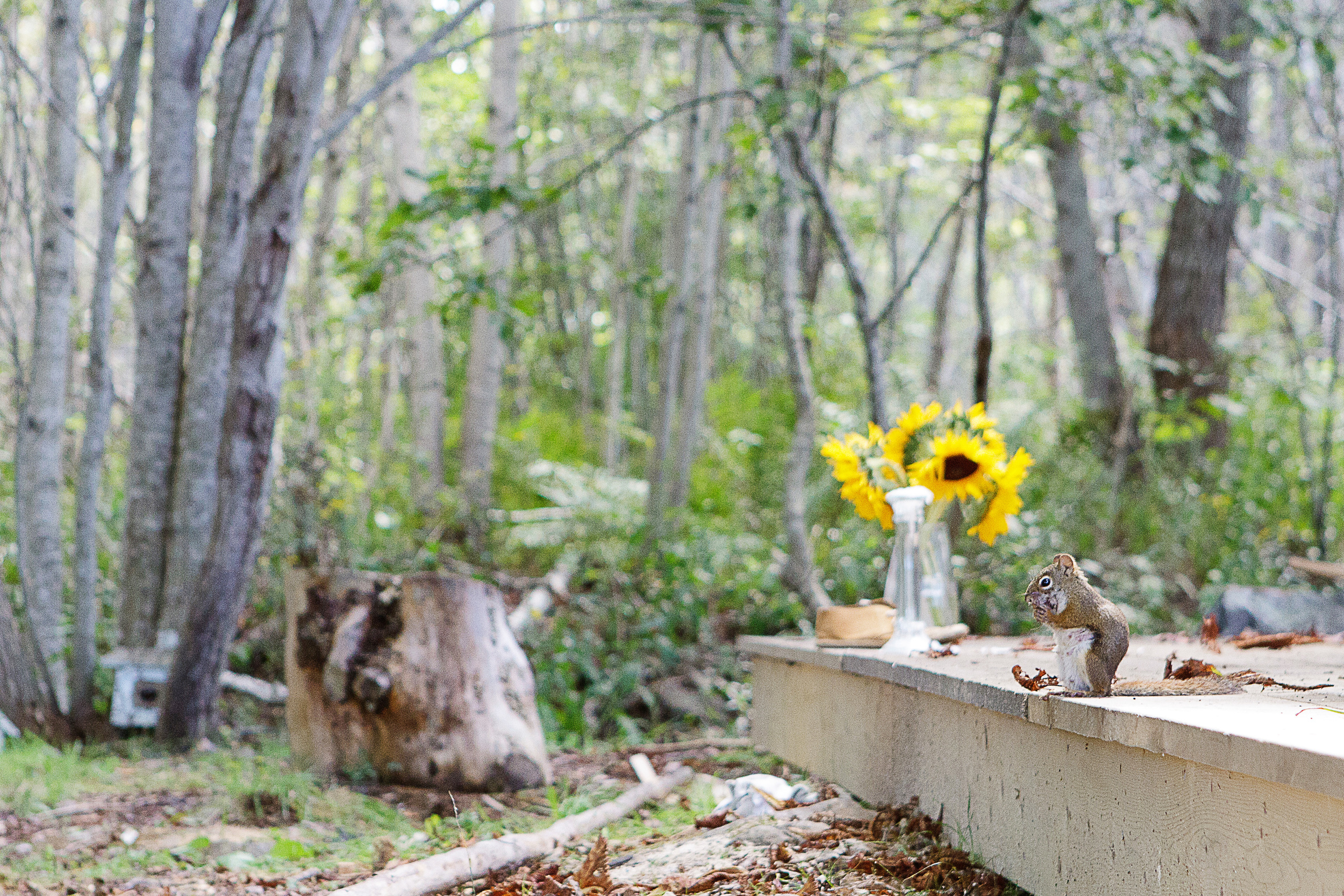 Good morning creekside