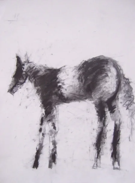 Equine 1, 30 x 20 in, charcoal pencil/paper