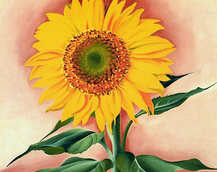 Sunflower from Maggie