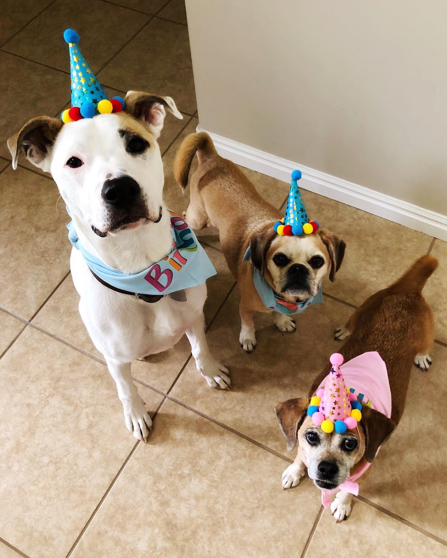 Happy Birthday to these three pooch babes!!😍🎉😋 All born in the Summer so it&rsquo;s one big PAWTY.🌼 Look at those faces!🥰🥳
Fun facts to celebrate:
🎈Kuna, now 13, loves to eat raw broccoli.🥦 It&rsquo;s one of her favorites snacks, hilarious!🤨