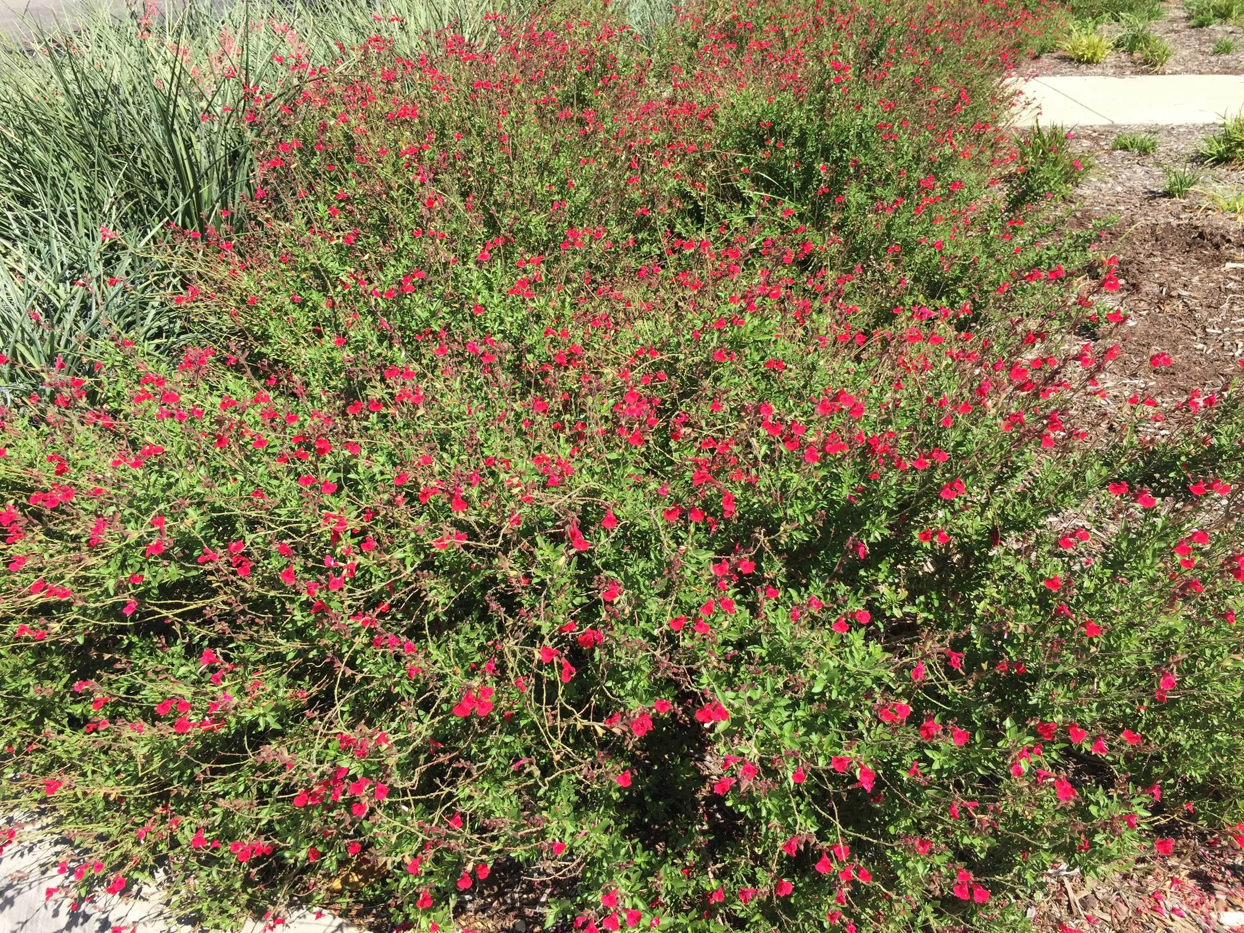 Plants for Dallas Your Source for the Best Landscape Plant
