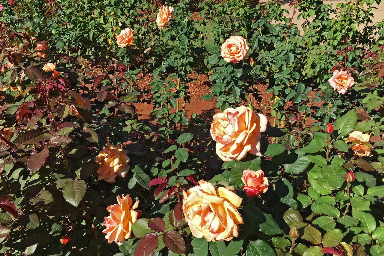 Plants for Dallas - Your Source for the Best Landscape Plant ...