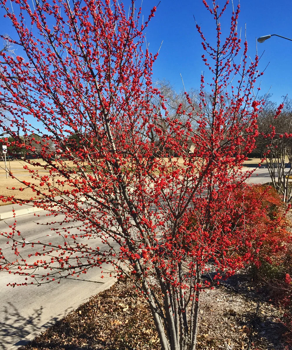 What are the beautiful red berries by the side of the road