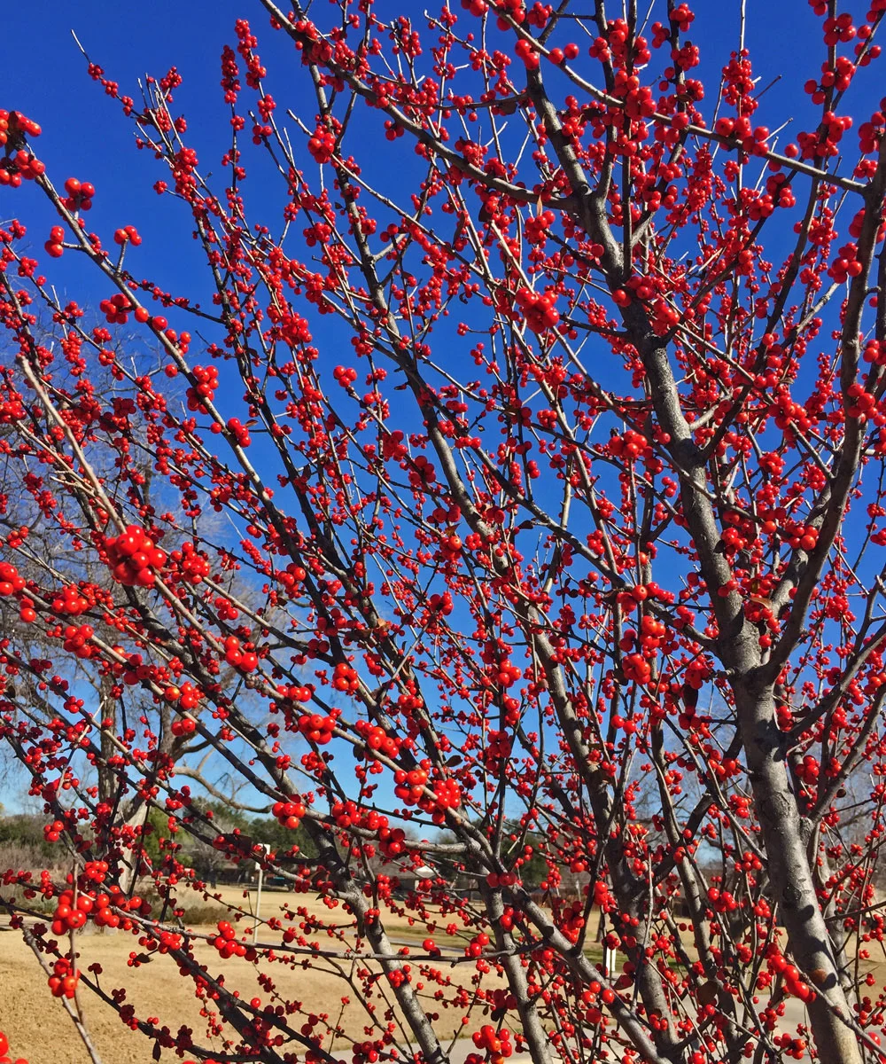 Wintertime Blooms and Berries